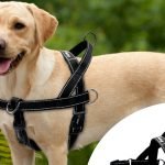 The 7 Best Dog Harnesses: How to Choose the Right One